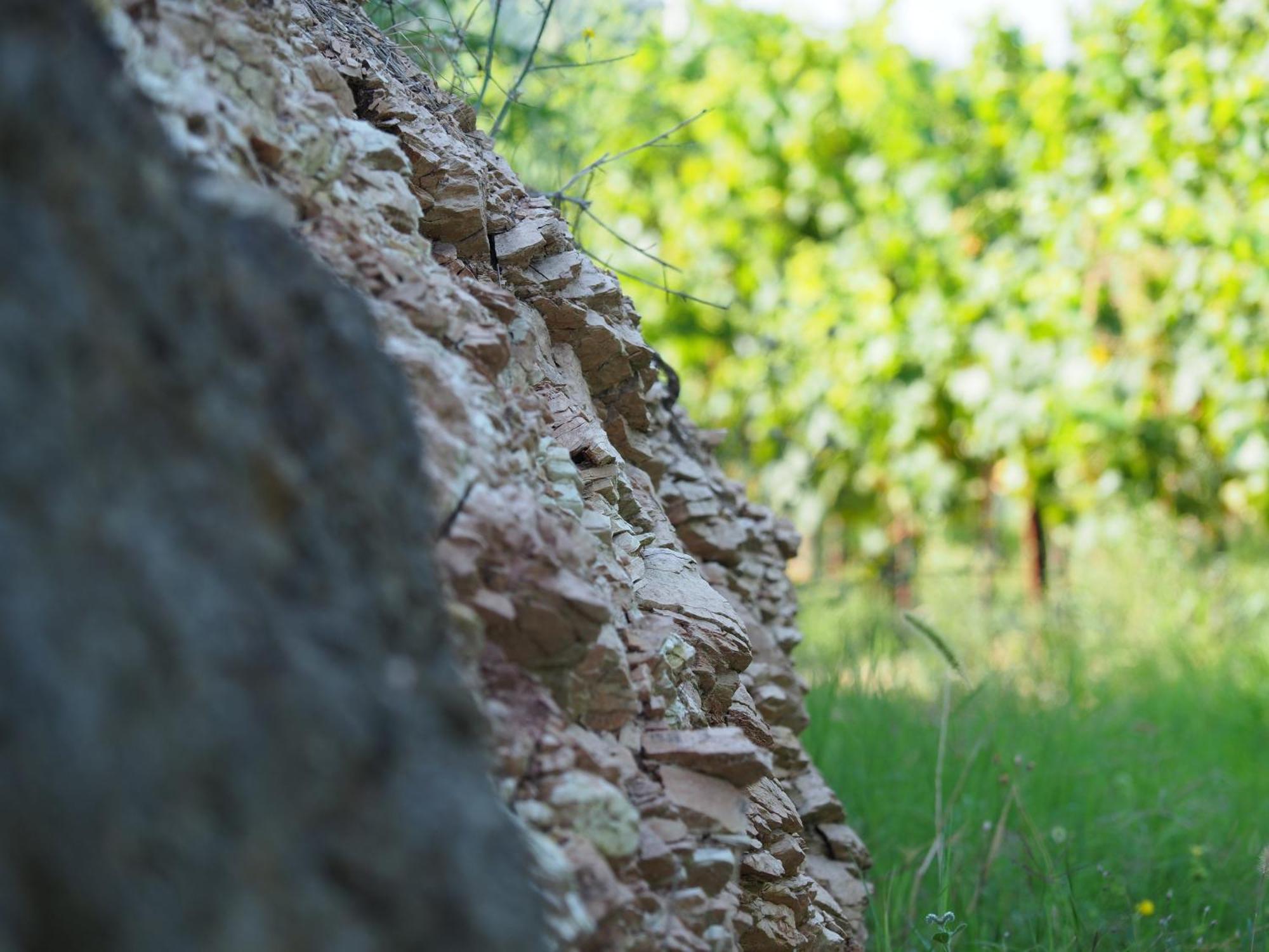 Azienda Agricola Ca' Lunga Cinto Euganeo 外观 照片