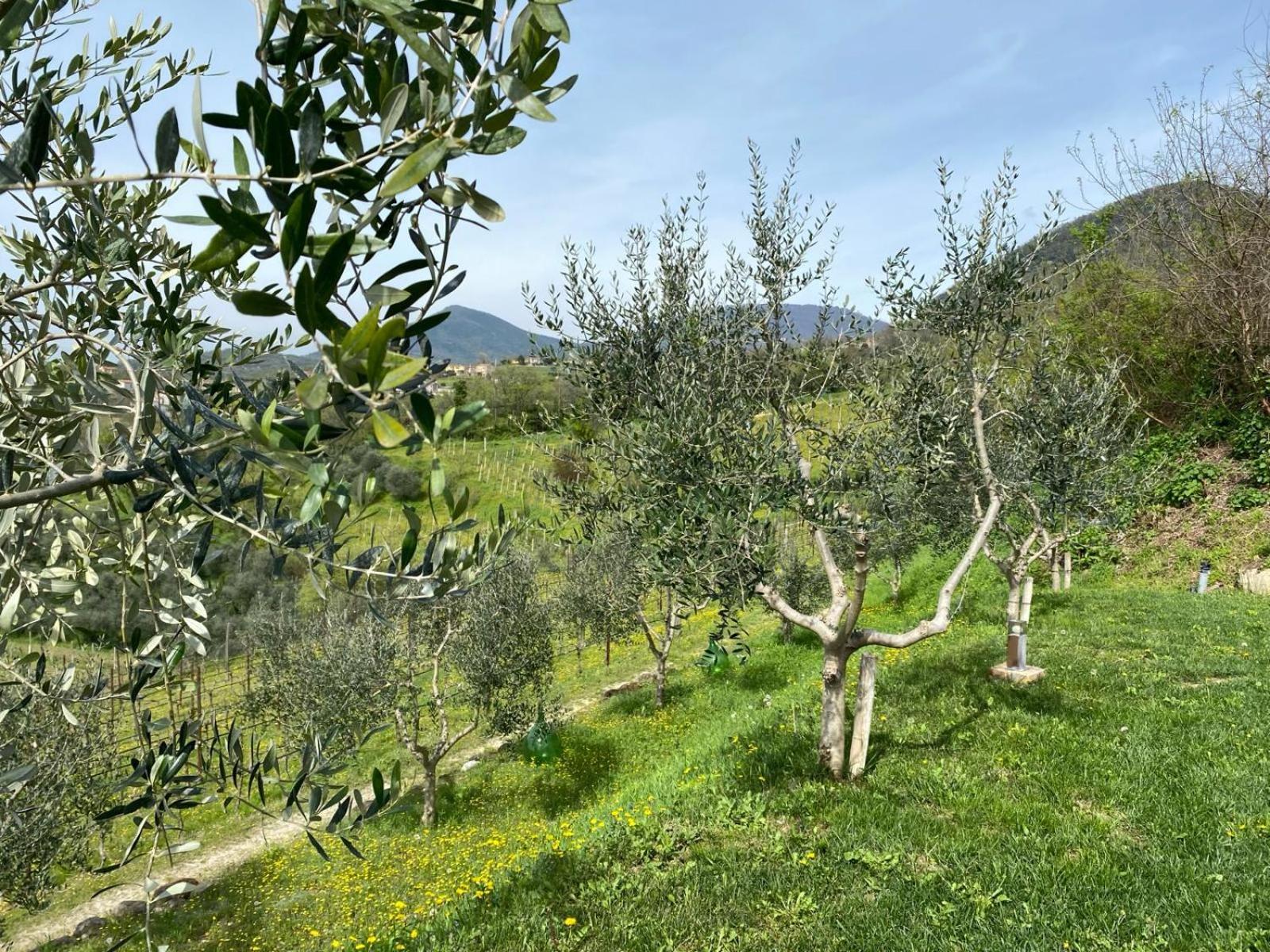Azienda Agricola Ca' Lunga Cinto Euganeo 外观 照片